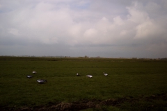 plastic-lokganzen-in-het-weiland