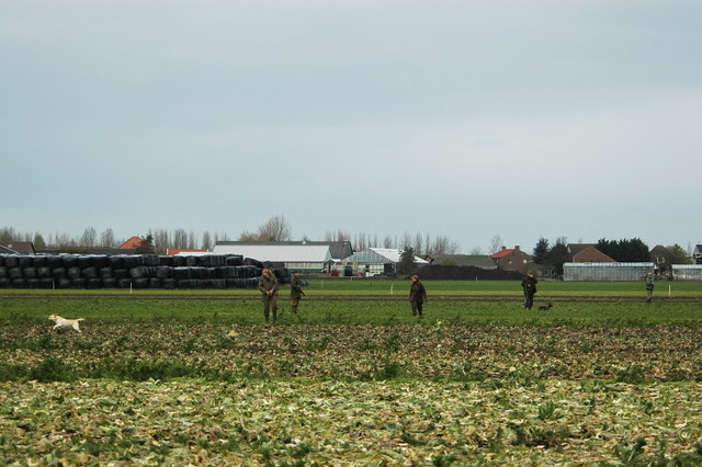 De honden gaan er achteraan
