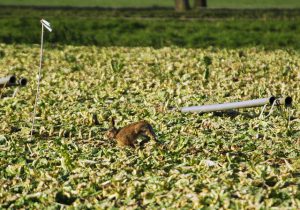 Aangeschoten haas probeert nog te vluchten