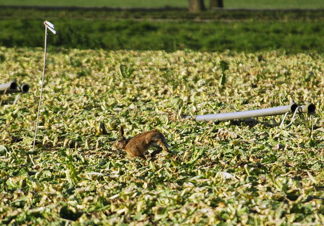 Aangeschoten haas probeert nog te vluchten