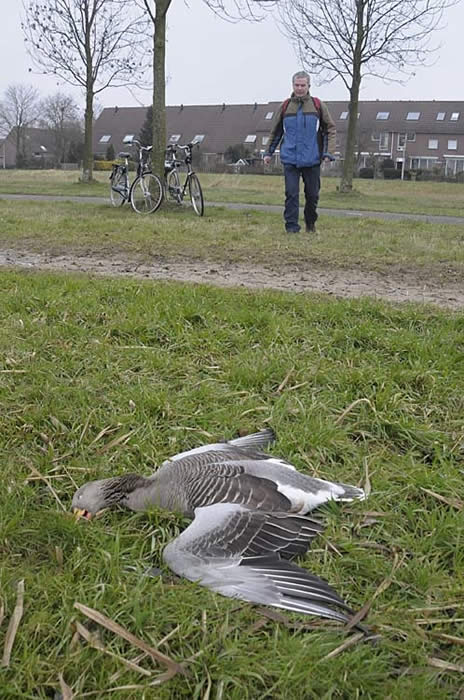Dode gans Amsterdam Dode gans Amsterdam