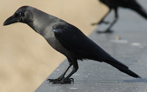 Huiskraai Huiskraai