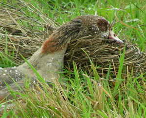 Doodgeschoten nijlgans Doodgeschoten nijlgans