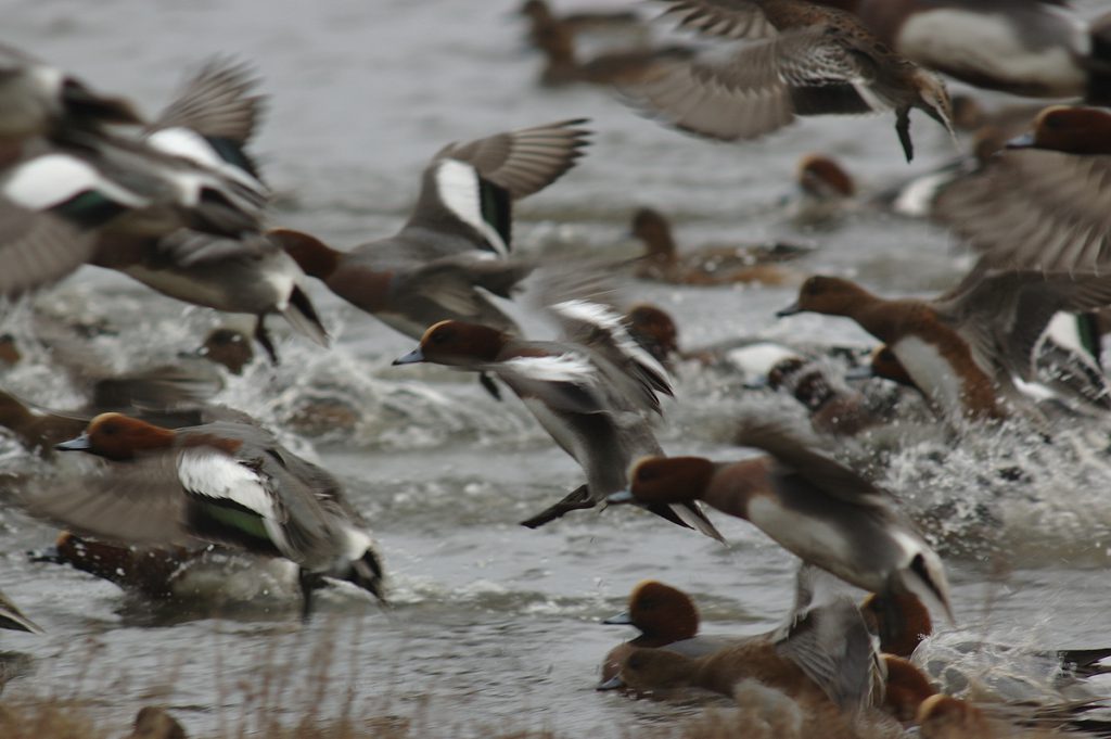 Smienten vogelvrij in Overijssel