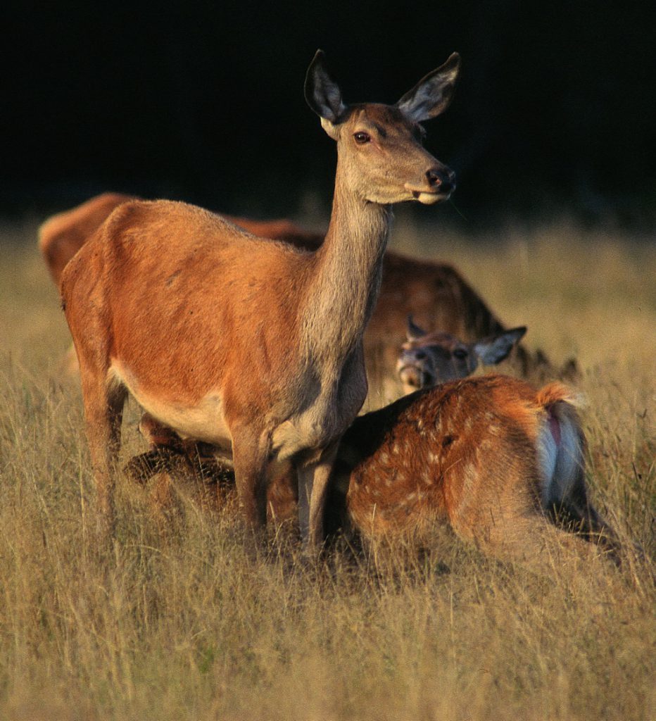 Jagerslobby in actie tegen Oostvaardersplassen
