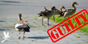 Met het label 'exoot' is de nijlgans vogelvrij.