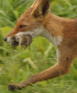 vos + muizen Henk Bos