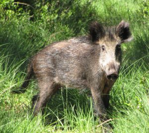 Wild zwijn