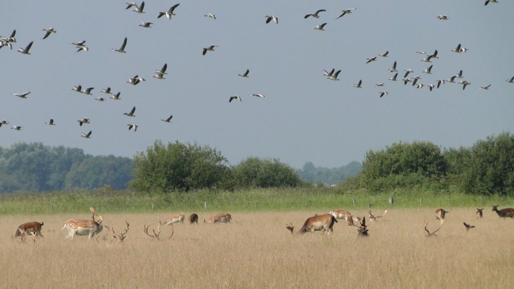damherten op de Haringvreter, foto Rob Ossewaarde