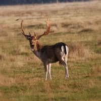 damhert in de Kop van Schouwen, foto Rob Ossewaarde
