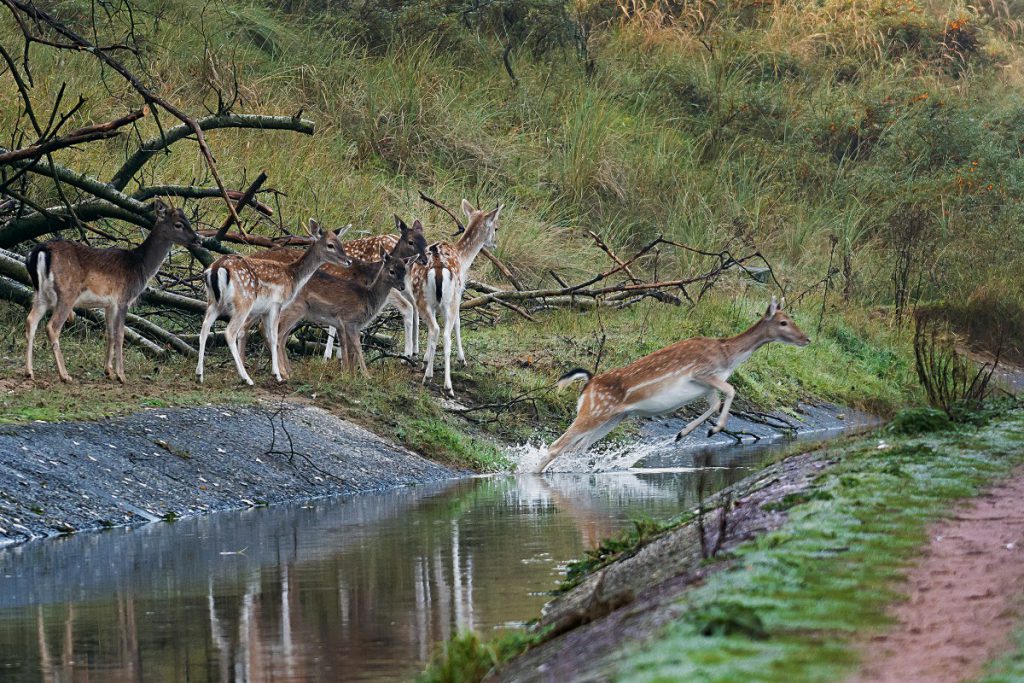 Raad van State keurt gebruik geweer tegen damherten in natuurgebied goed