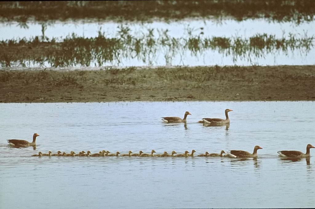 Ruiende gans niet vergast