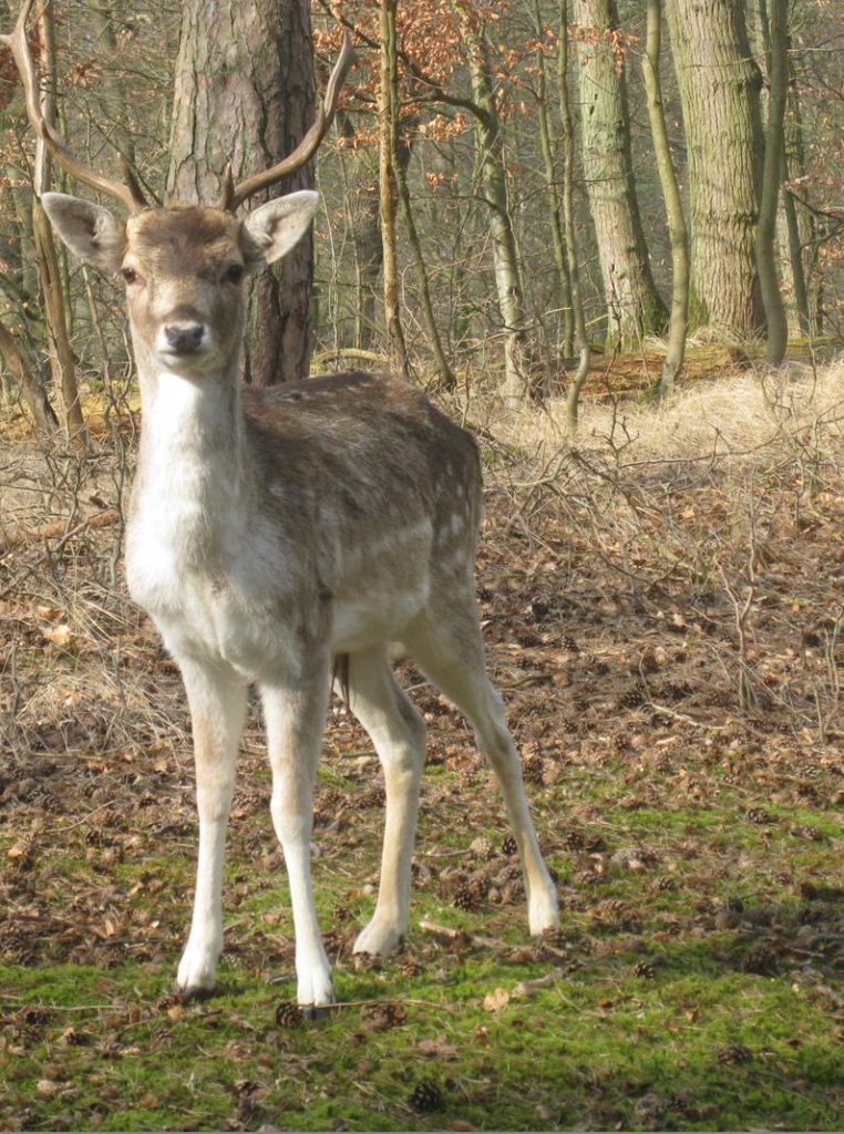 Zitting afschot damherten in Natura-2000 gebied Kennemerland-Zuid