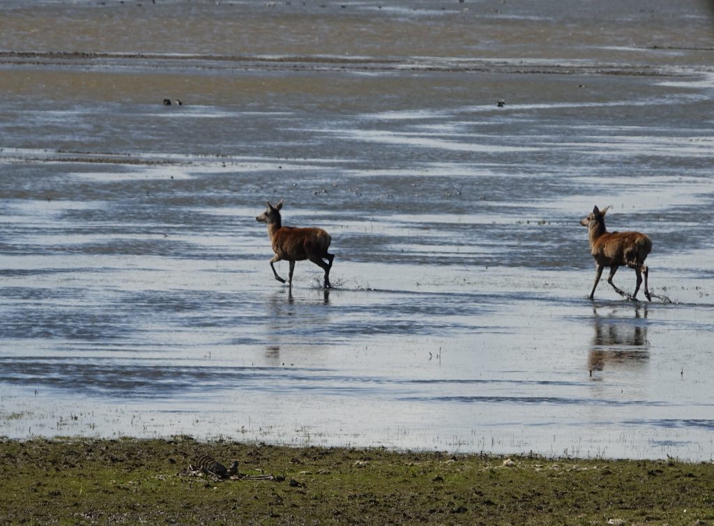 Welzijn grote grazers OVP is prima