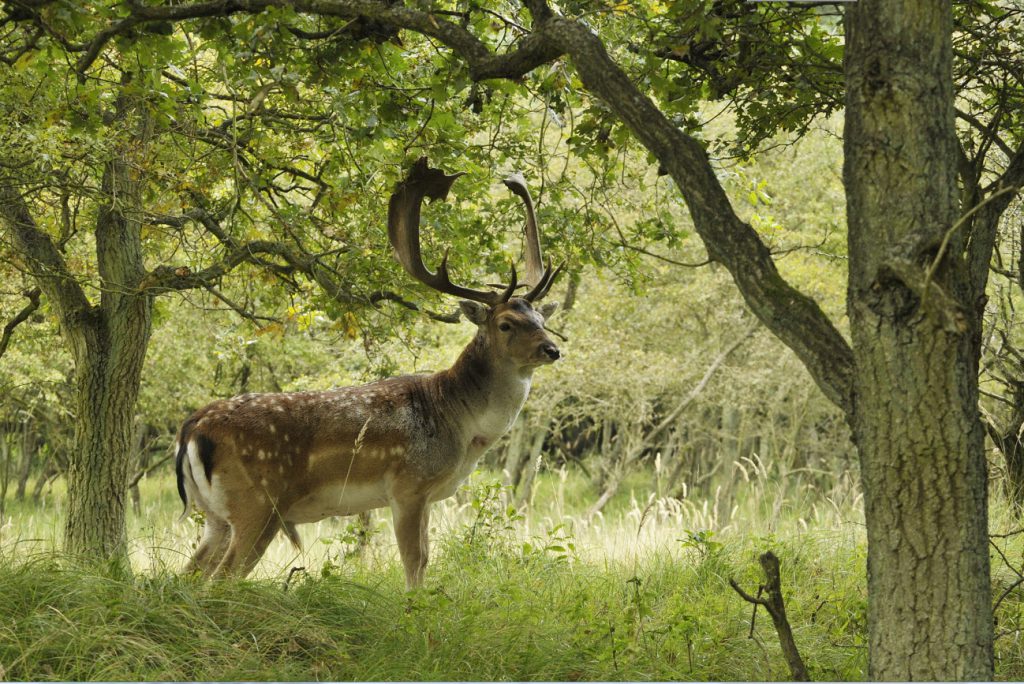 Afschieten van meer dan 2500 Damherten in AWduinen toegestaan