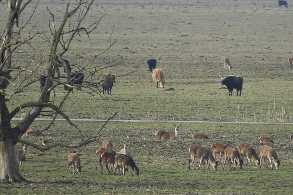 Faunabescherming naar rechter om afschot herten te voorkomen