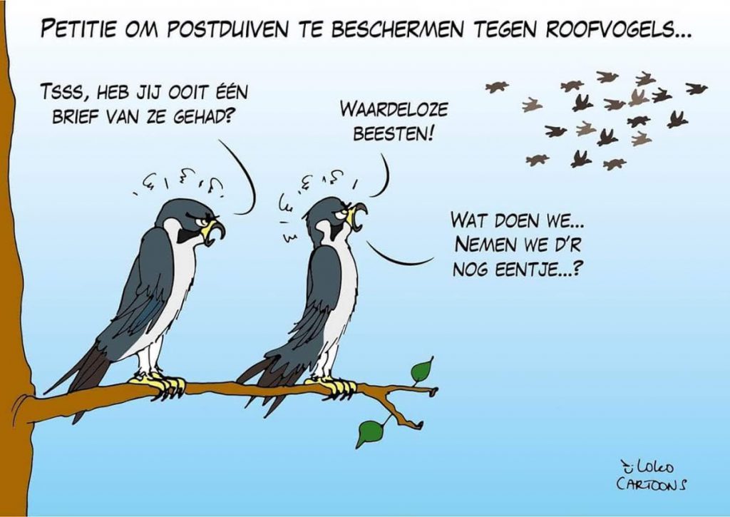 duiven en roofvogels