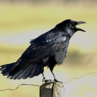 Zwarte kraai foto Harm Niesen Faunabescherming