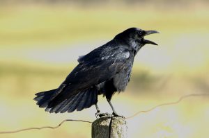 Zwarte kraai foto Harm Niesen Faunabescherming
