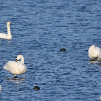 Kleine zwaan foto: Harm Niesen