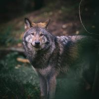 een Nederlandse wolf foto Jolanda Aalbers shutterstock