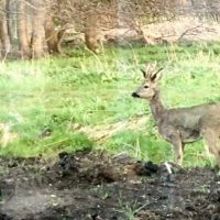 Ree in Oosterwold, Flevoland, foto Marjolijn Veenstra
