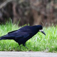 Roek, foto: Harm Niesen