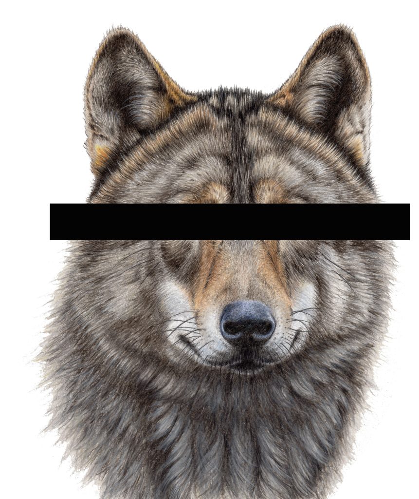 Wolf Hubertus op de Hoge Veluwe krijgt doodvonnis